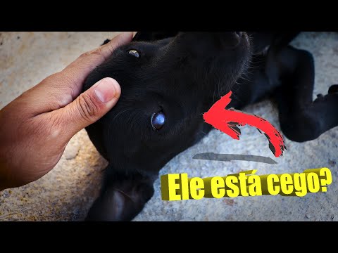 Vídeo: Cachorro Cego Usa Cachorro-olho Para Se Locomover