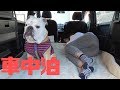 ブルドッグの初挑戦！愛犬と車中泊してみた！【ホンダ・フリードスパイク編】