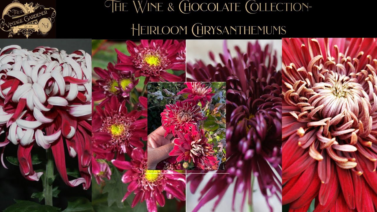 W & C Collection Heirloom Chrysanthemums HD 1080p YouTube
