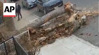 Family narrowly avoids being struck by falling tree in New York