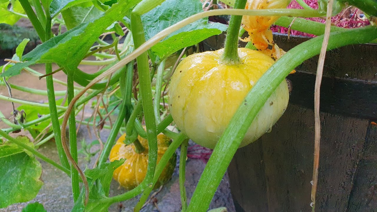 Pumpkin Rott Doing my best to prevent Bottom Rot on my little Munchkin Pumpkins ...