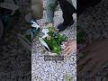 暑さに強いニチニチソウだけでスーパーシンプルな寄植えを作ったら可愛いく仕上がりました♪