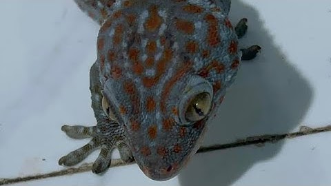 Tiếng tắc kè gọi bạn tình trong mùa sinhsan, âm thanh tắc kè