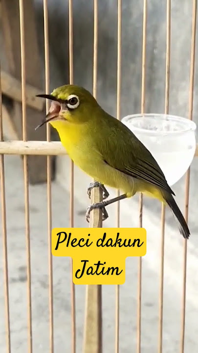 Pleci dakun Jatim #burungmewah #burungterus #birds #burungterbaik #pleci