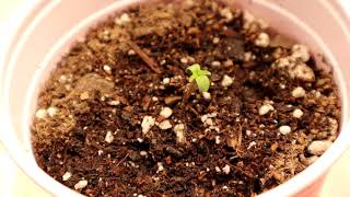 2 Gallon Autoflower Grow