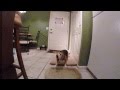 Funny Beagle catching cucumber slices