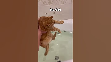 Other Cats vs. My Cat #pets #cat #kitten #cute #funny #catlover #animals