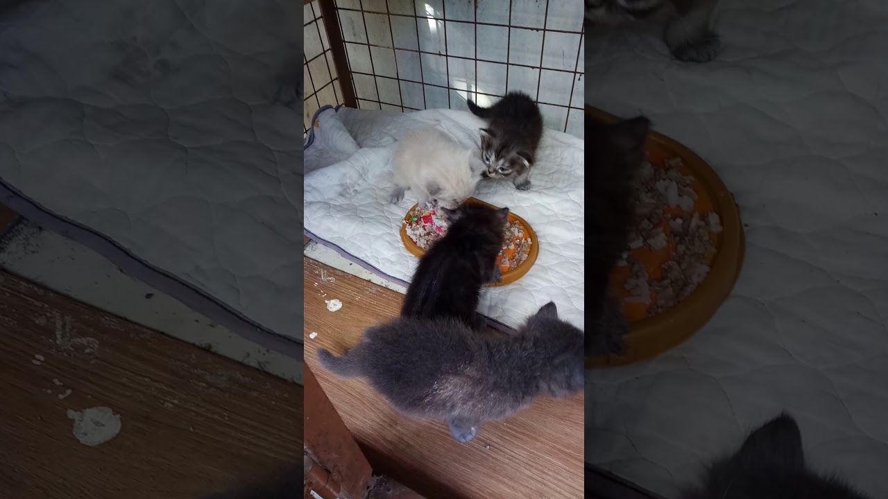 persian cat first solid food trained - YouTube