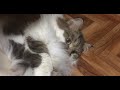 Сибирский кот Потап нападает на стол и требует мяса