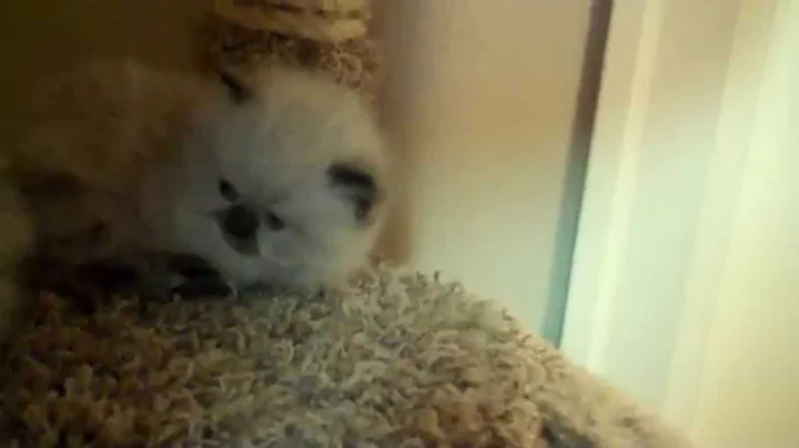Video 1066211: playful himalayan persian kittens, himalayan female