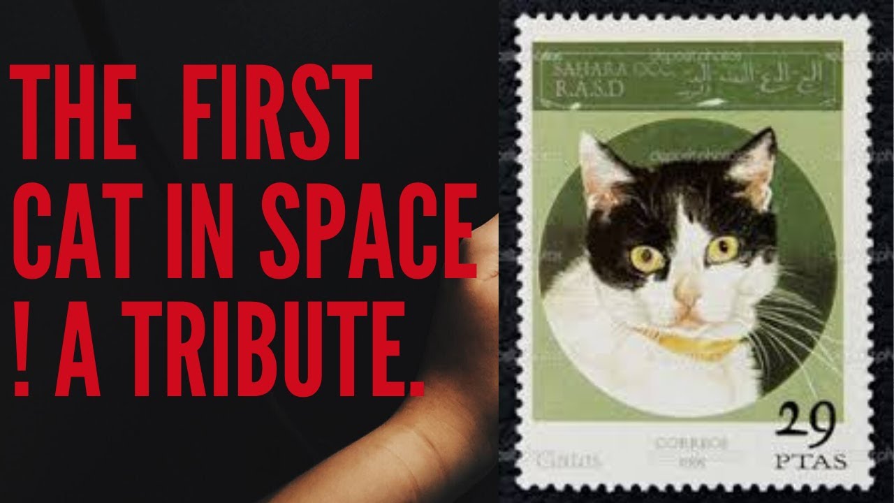 CAT TRAVELLED IN SPACE 