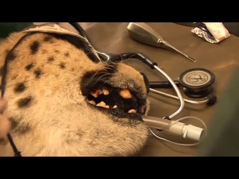 Cheetah Goes to the Dentist | Vet Safari | BBC Earth