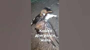 Кошка доигралась с беркутом, конец печальен. Жаль