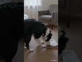 Dog takes care of his human while they sleep #dogshorts #bordercollie #humanbestfriend