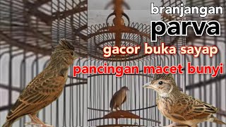 branjangan gacor buka sayap putar untuk pancingan branjangan ombyokan