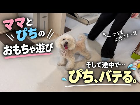 体力の限界までママと遊ぶぴち【トイプードル】 - YouTube