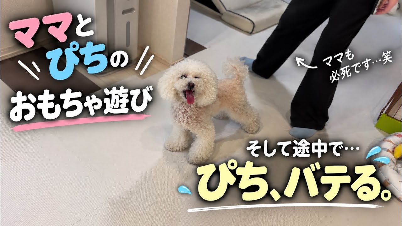 体力の限界までママと遊ぶぴち【トイプードル】 - YouTube