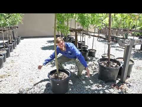 Video: What Is A Honey Locust: Honey Locust Tree Care And