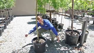 Tree Talk: Honey Locust