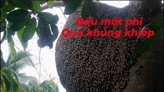 Bắt tổ ong mật trên cây gòn vô mật quá mạnh#bắtongrừng #loithanhvlog #sanbatmientay