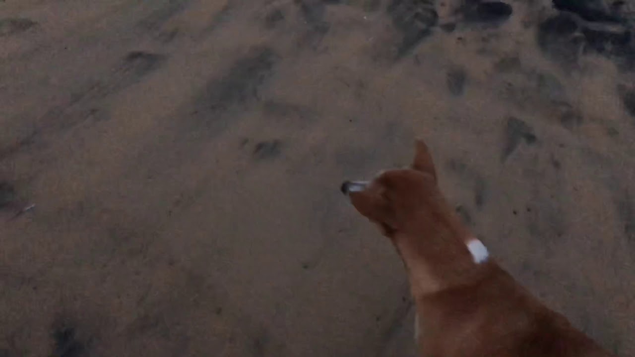 Dogs hunting crabs on a beach in Sri Lanka close to Colombo YouTube