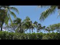 Tropical Breeze &amp; Palm Trees | 7 Hours of Real Nature Sounds
