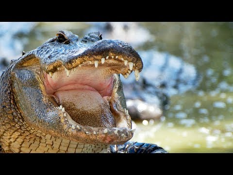 Alligator eats Python 05, Time Lapse Speed x0.5