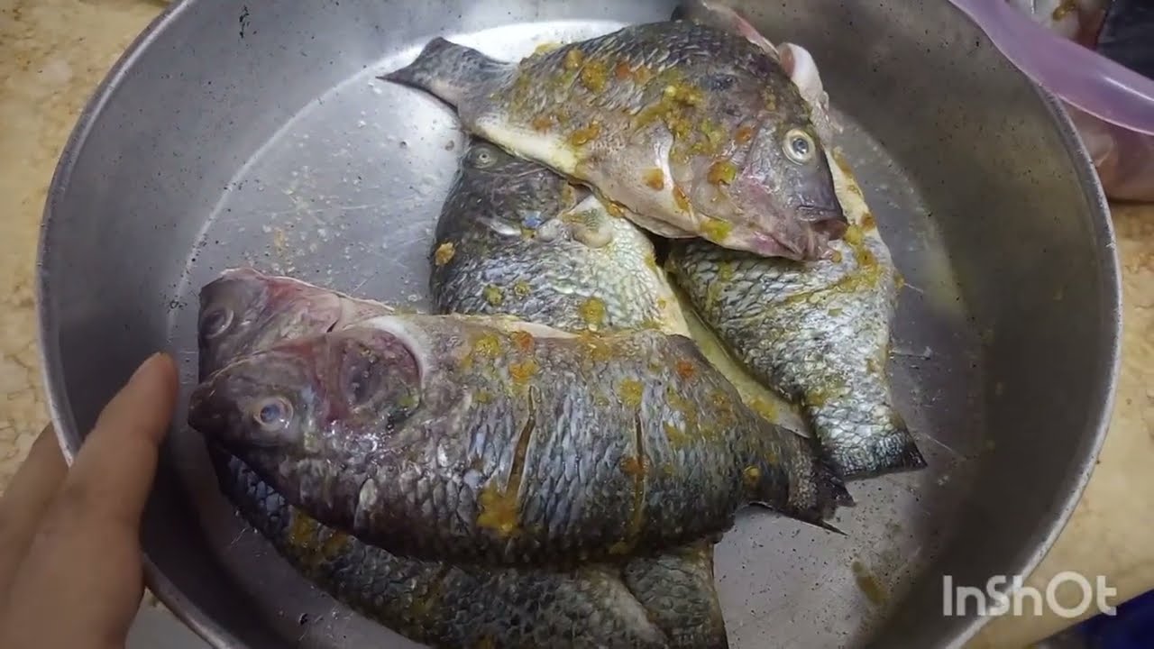 الحقوني يا ناس تعالوا تشوفوا السمك حصل فيه ايه