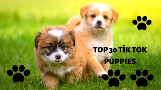 Top 30 Cutest Compilation #6 Cute Puppies Doing Funny Things 2020 by Top 10 2,415 views 3 years ago 5 minutes, 39 seconds