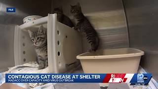 Contagious cat virus outbreak puts MADACC kennels under quarantine