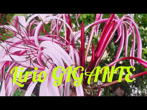 Crinum Purpuranscens/Lirio GIGANTE😍☺️🌱🌱🌱También conocido como Lirio Japonés