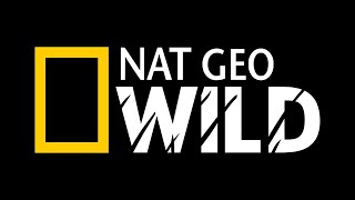 تردد قناة ناشيونال جيوغرافيك البرية Nat Geo Wild على القمر الصناعي النايل سات 2020