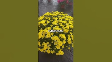 Cúc mâm xôi hàn quốc tết 2024. Toàn màu mới đẹp lạ - 0988000395 cung cấp giống cây