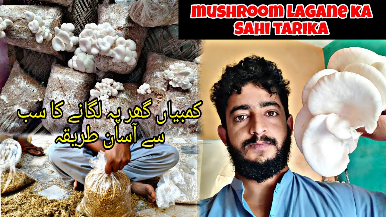 mushroom lagane ka Sahi tarika mushrooms farming مشرومز کیسے لگائی جاتی /  khumbi / Mani Hashmi