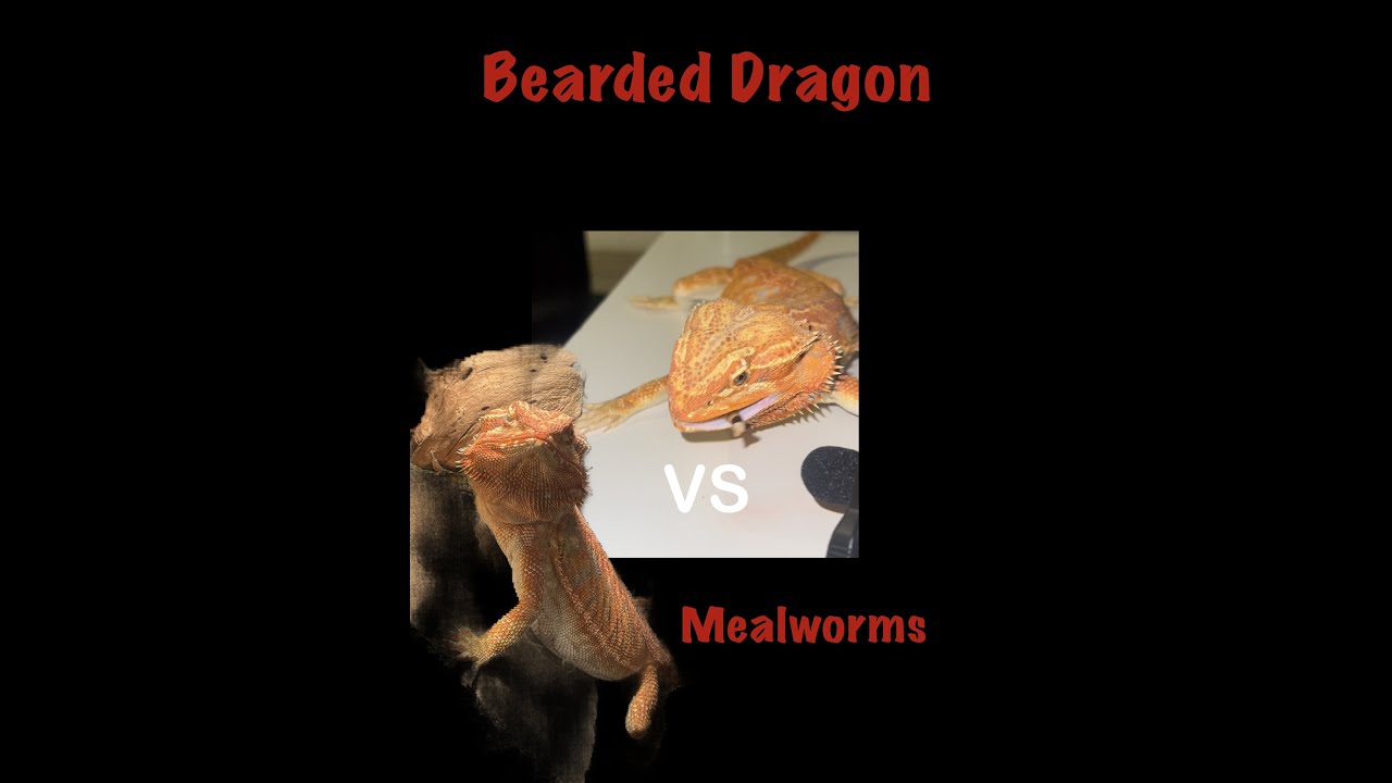 Mealworms VS Bearded Dragon! *FEEDING FRENZY* YouTube