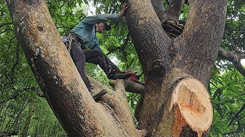 Cưa  cây  xoài  siêu  khủng  lô , 300 quành  .Cưa  cây  kỷ thuật cao
