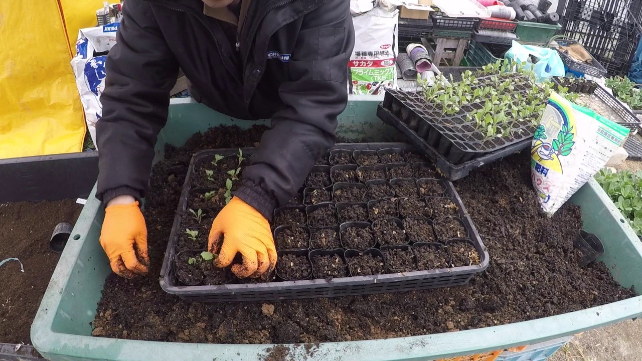 苗のポット上げ 34 Youtube 苗のポット上げ 34 Youtube
