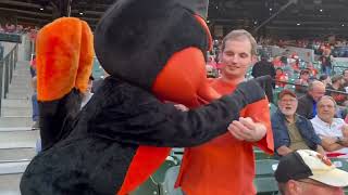 Meet the Oriole Bird