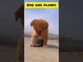Cute puppie shorts youtubeshorts short viral