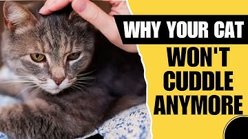Why Won’t My Cat Cuddle With Me Anymore?