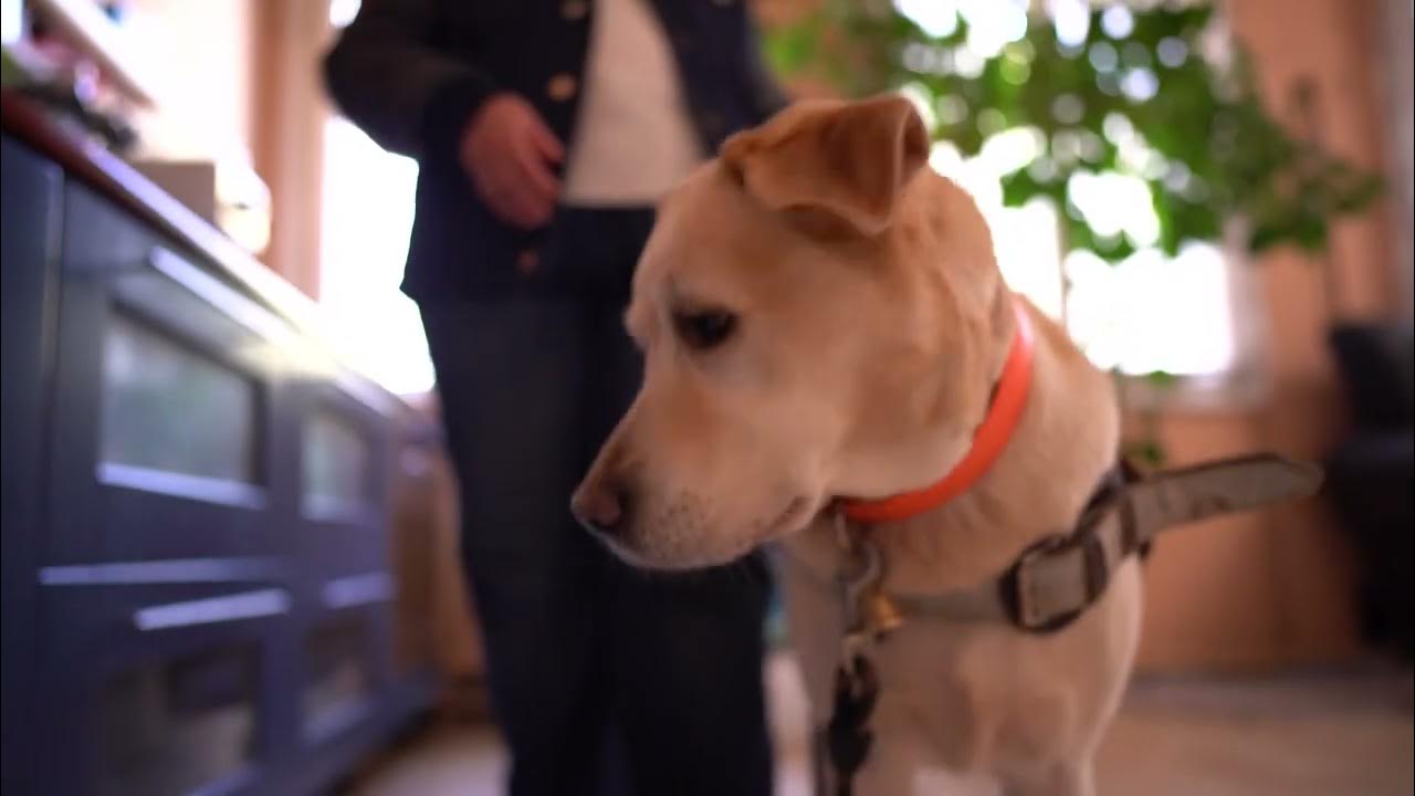 Партньорство между Purina Pro Plan и фондация Очи на четири лапи. БТВ ...