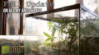 Full Ant Room 2.0 Update Tour - All My Ant Colonies & Exotic Pets