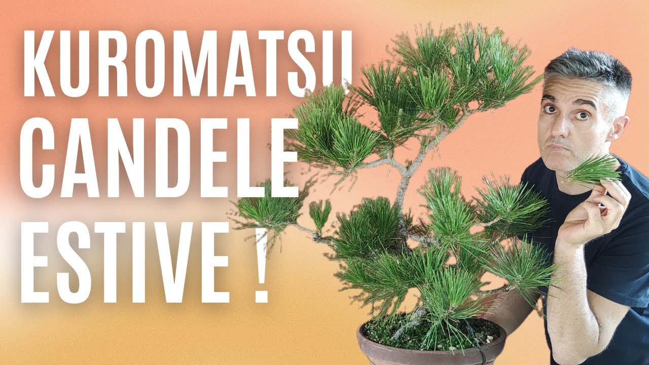COME FARE la CIMATURA ESTIVA, BONSAI di PINO NERO GIAPPONESE