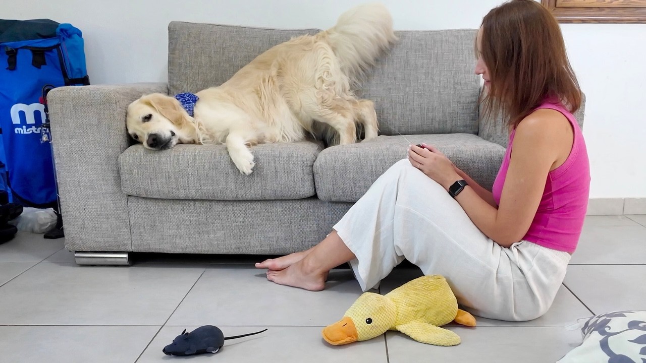 Забавная реакция золотистого ретривера на гигантскую мышь