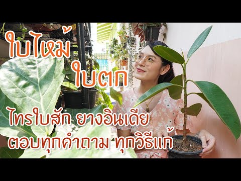 หยุดปัญหาไทรใบสักใบไหม้ ทิ้งใบ ยางอินเดียใบตก แก้ได้ทุกปัญหา #ต้นไทรใบสัก #ต้นยางอินเดีย