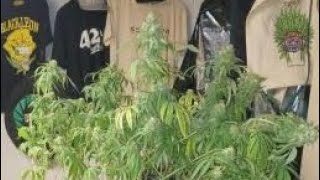 Melon Gum  from Pure Instinto Seeds.  Harvest day medical marijuana grow 