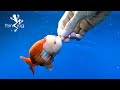 Goldfish Eating [Slow Motion]