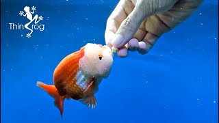 Goldfish Eating [Slow Motion]