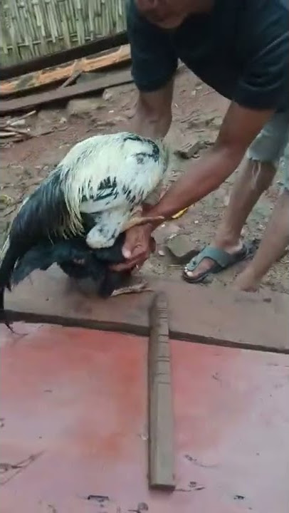cara berkembang biak ayam Bangkok