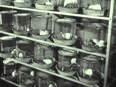 More Life In Living 1930s ca